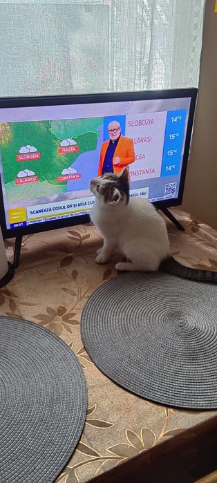 Donez 2 puiuți de pisică