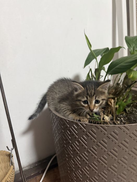 Котенок девочка очень умная игривая
