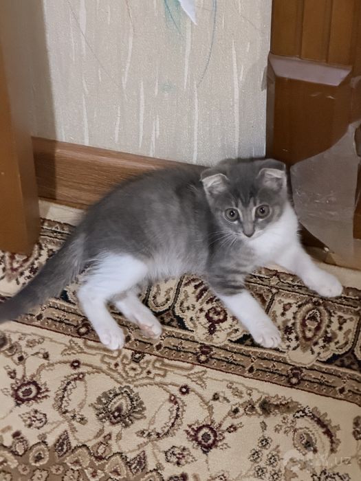 Продаётся котёнок Scottish Fold, мальчик, 2 месяца