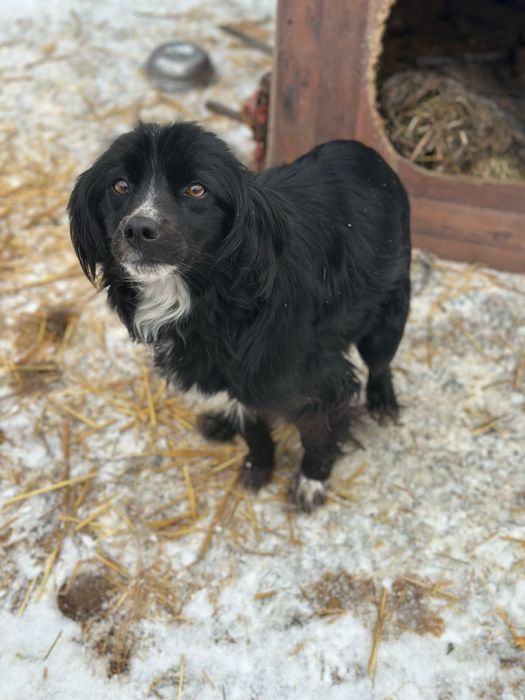 Собаки ищят дом, все стерильны.