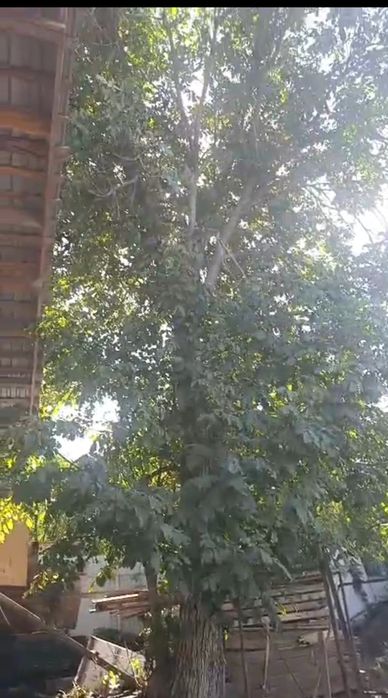 Отдам дерево орех на спил