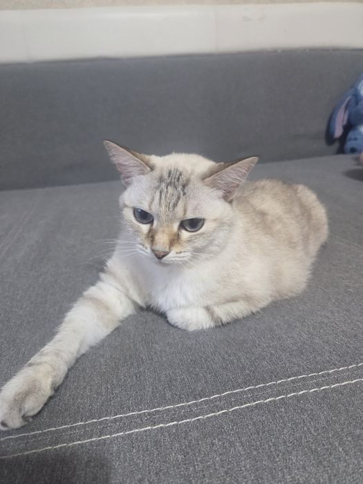 Отдам в добрые руки,кошку