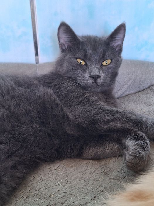 Отдам в хорошие руки