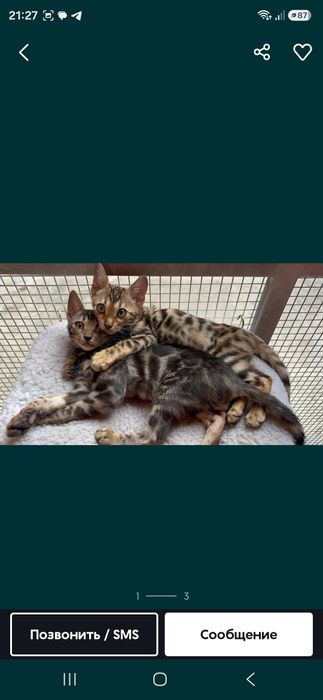 Бенгальский 5 кошек оптом