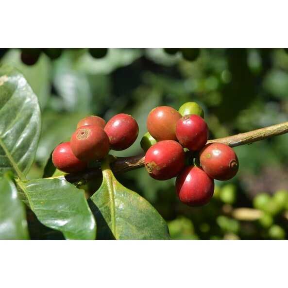 бразильский кофе в зернах