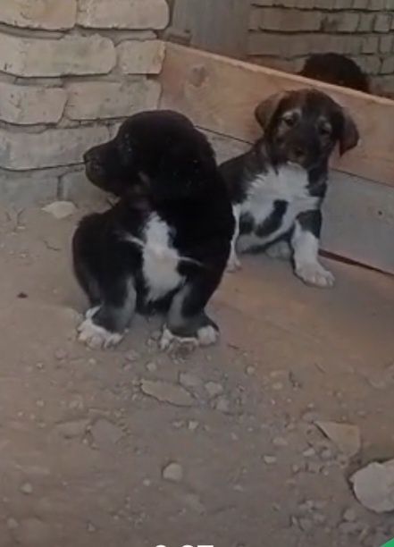 Продам щенков Алабай породы