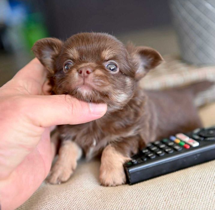 Мъжко миниатюрно дългокосместо чихуахуа шоколадов тен