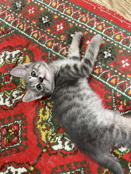 Отдам даром котенка