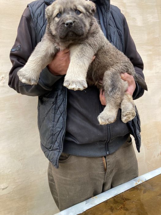 Щенок Кангала Чистокровный