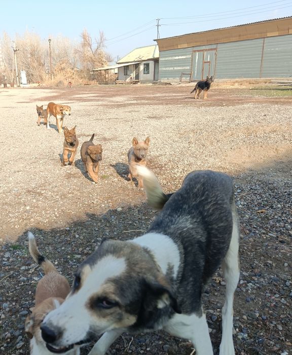 Щенки   (метисы)