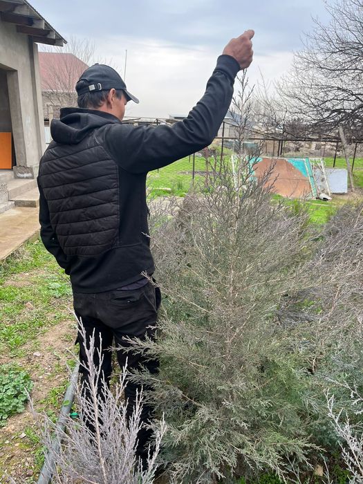 Саженцы шымкент вид