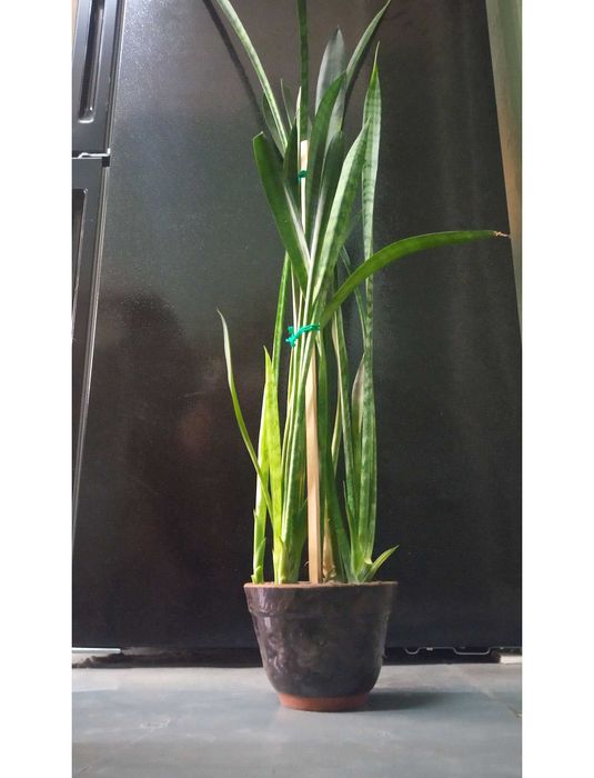 Комнатный цветок: Сансевиерия (Кашачий хвост или же Тещен Язык)