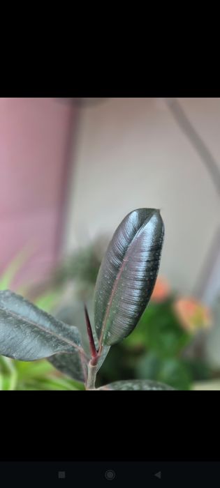 Бөлме гүлдері сатылады.