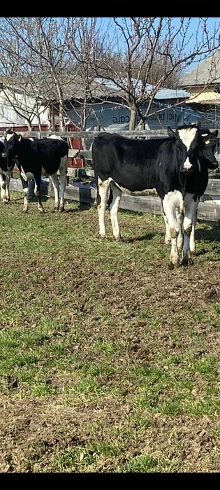 Vindem junele holstein