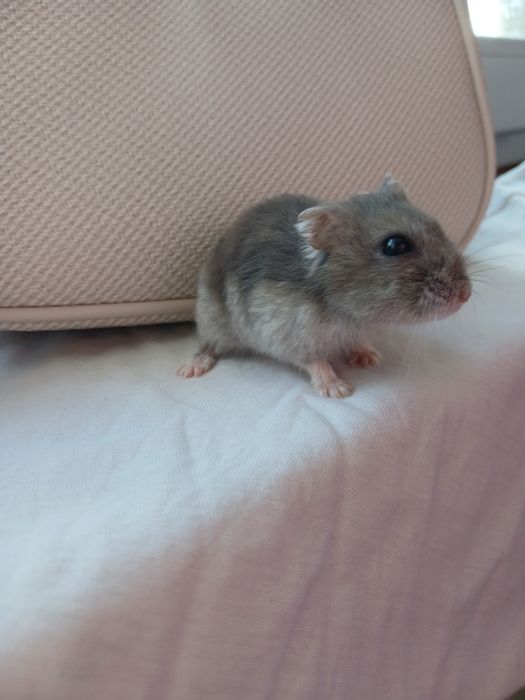 Ofer hamsteri drăgălași spre adopție - caut persoane  responsabile care sa le ofere o casă bună!