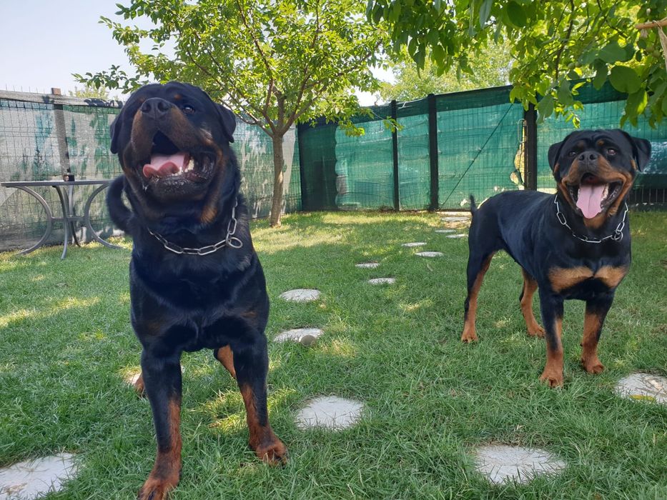 Pui Rottweiler cu pedigree