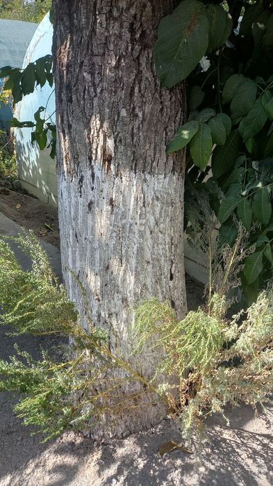 Yongʻoq tanasi sotiladi