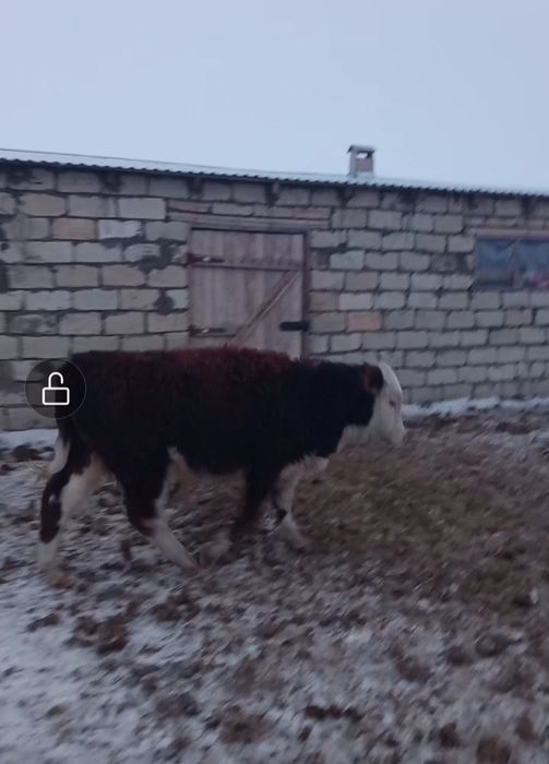 Еркек потсос баспақтар