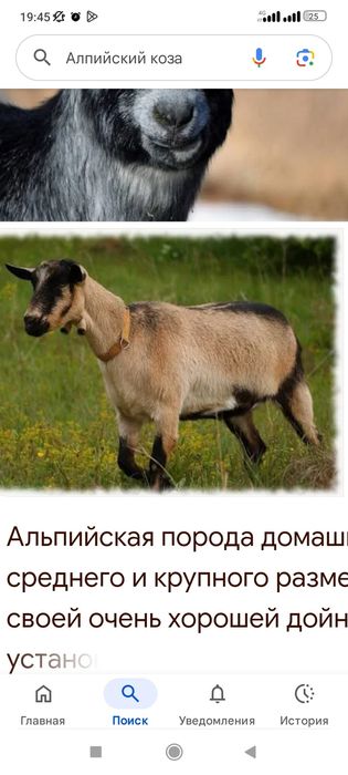 Алпийский ешкі коза буаз