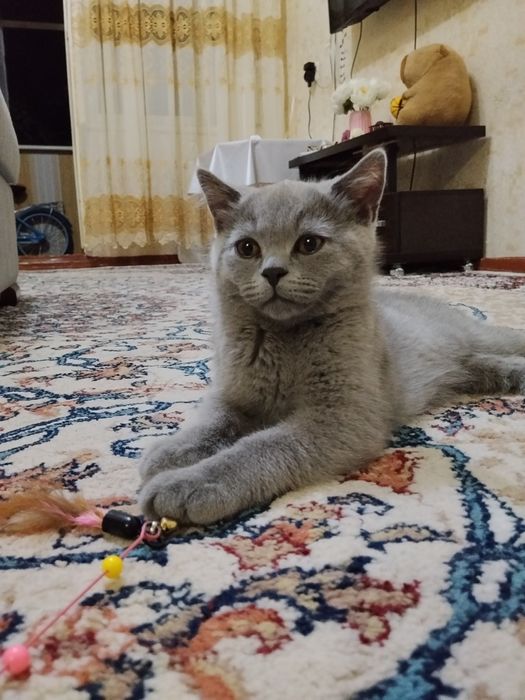 Британские котята