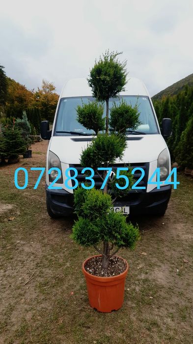 Arțar magnolia pom pon photinia Tei