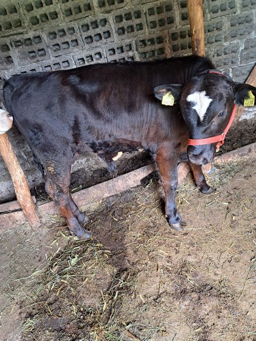 Vând vițel cu vârsta de 5 luni rasa Angus