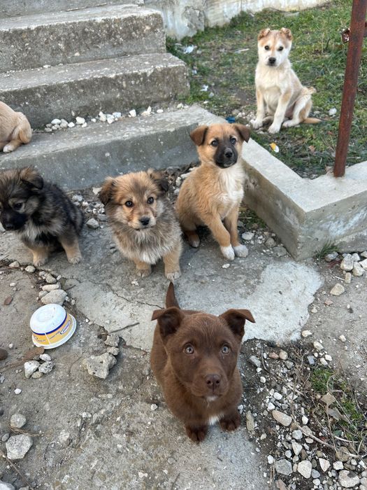 Подаряват се малки кученца