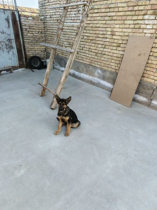 к продаже щенок овчарки