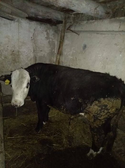 Полторашка букалар сатылады.