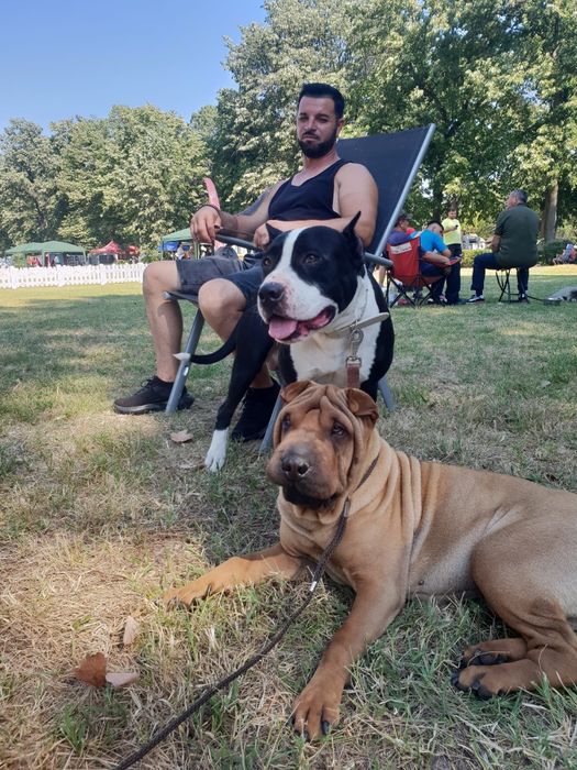 Shar pei drăgălași