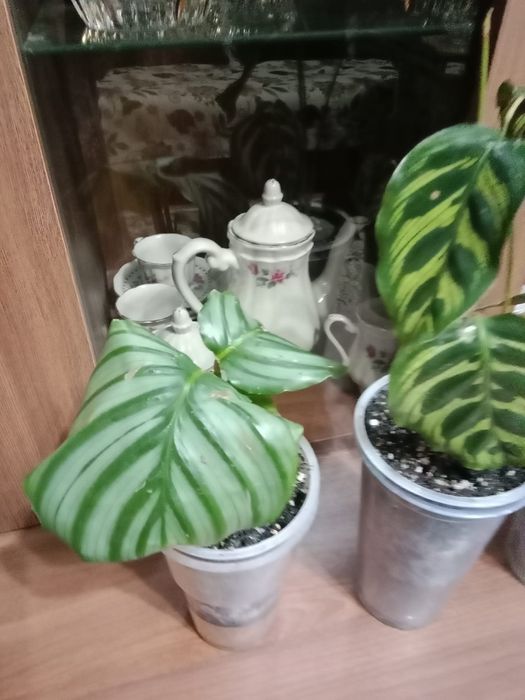 Калатея продам цветок