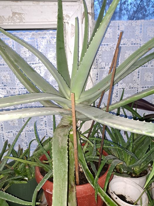 Алое лечебное большое 5 ,7 лет
