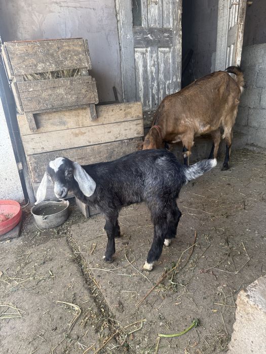 Vând mascul Anglo Nubian vârsta 5 săptamâni