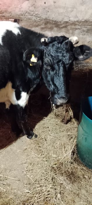 Продам корову 4 отелом