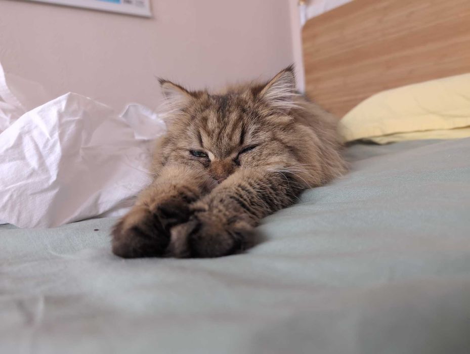 Мъжки котарак за Разплод