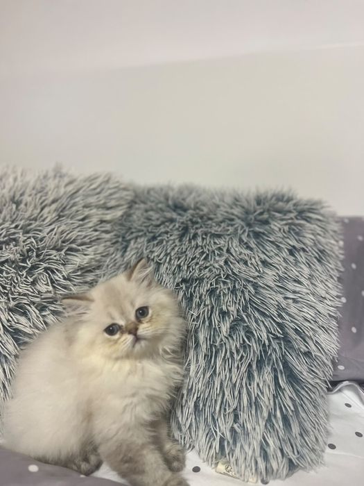 Pui Persana Dollface