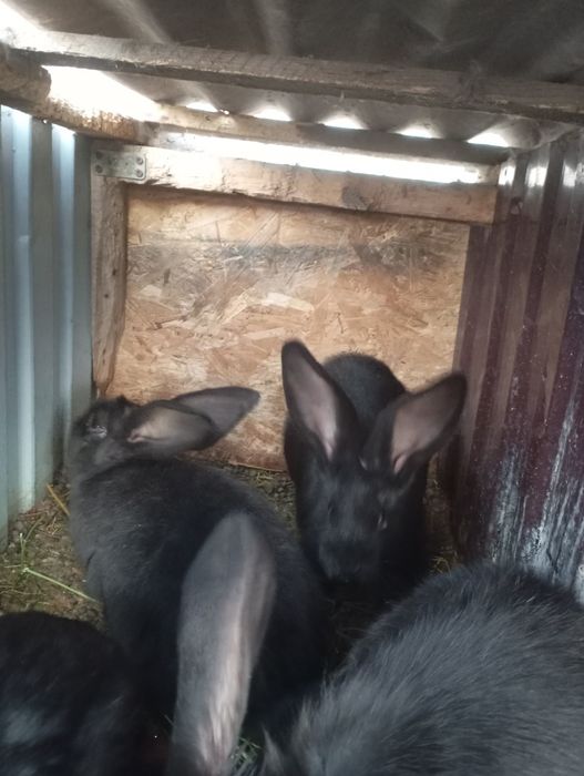 Продаются крольчата