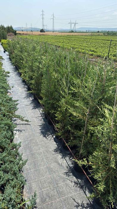 Берберис,лейланди и мн. храсти