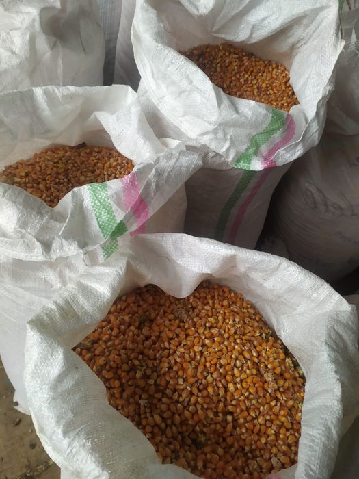 Vând porumb boabe si ovaz – calitate bună