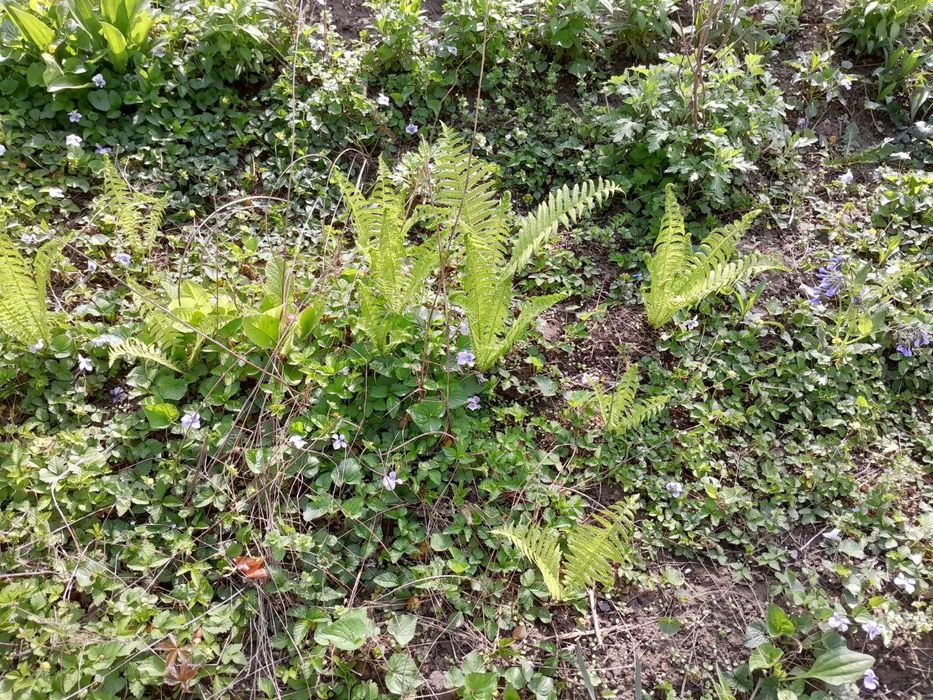 Продам садовые цветы мелисса папоротник ромашка и др