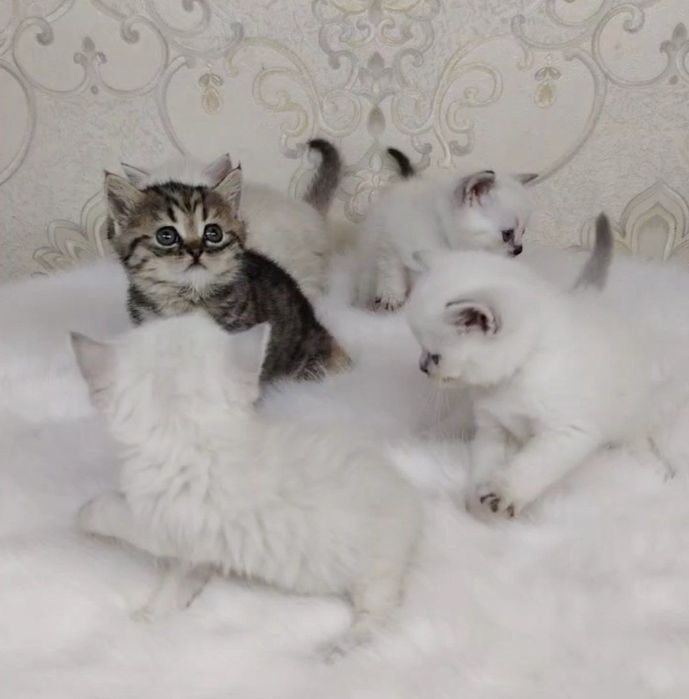 Британская скотиш страйт