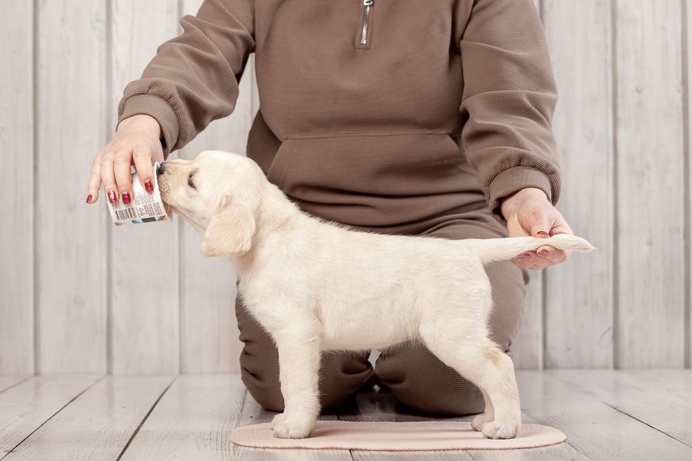 Продам щенков Лабрадора