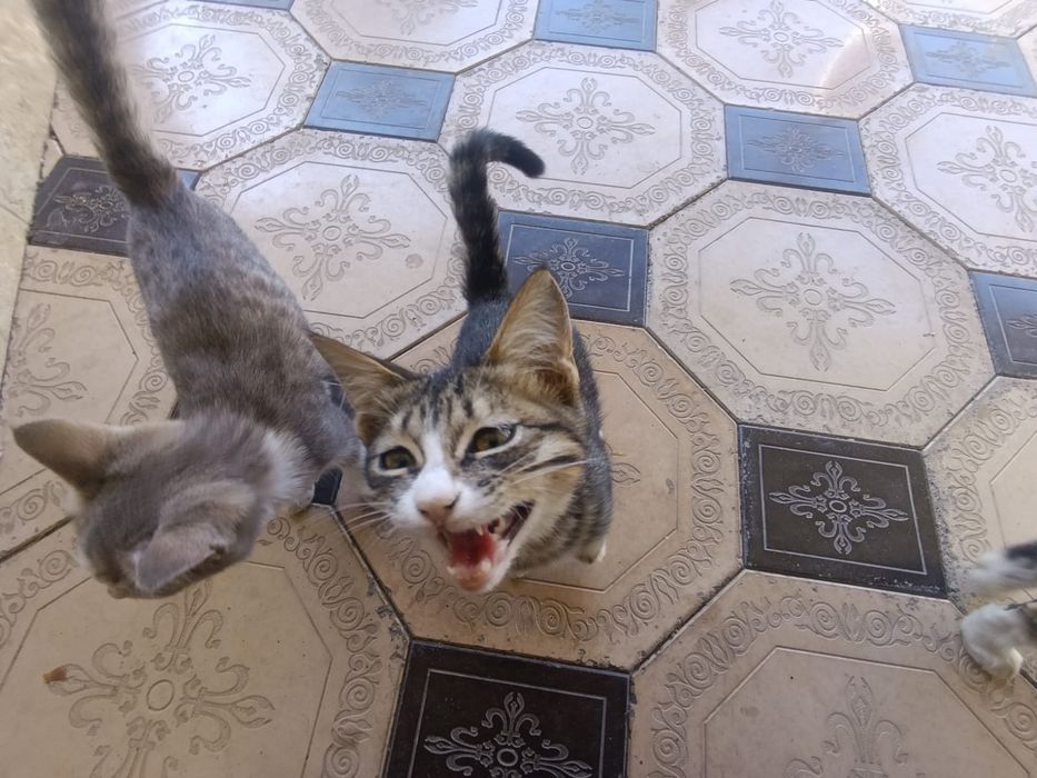 Домашние кошки ю