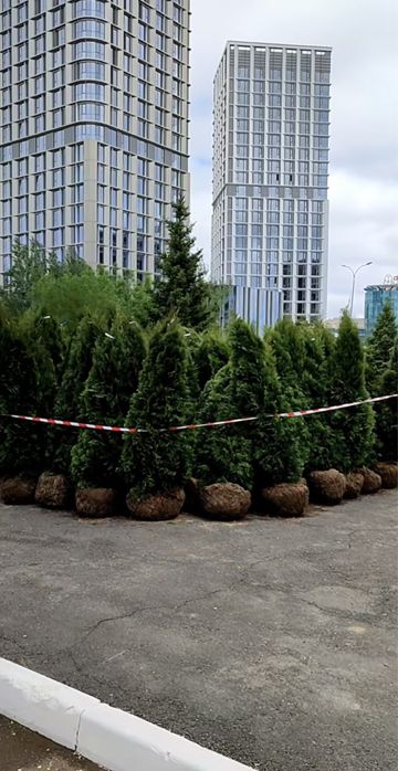 Озеленение територии