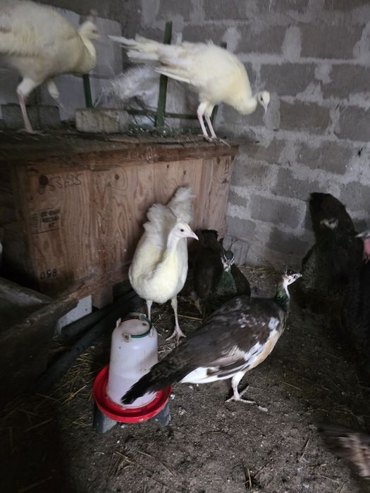 Pauni 2025 standard, albi, umar negru si arlechin. Paunite standard