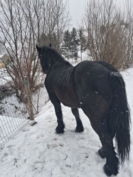 Mânz de vanzare iese de 2 ani la primăvară