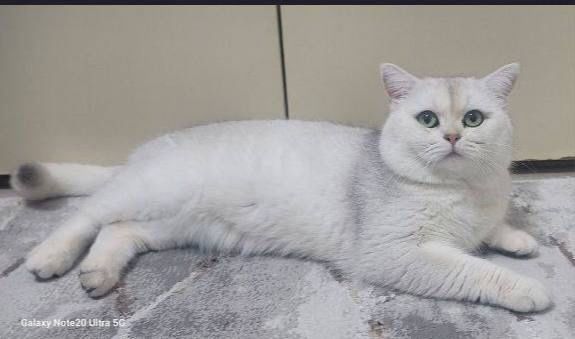 Вязка (nasil olish) Premium class Britian shinshila NS11