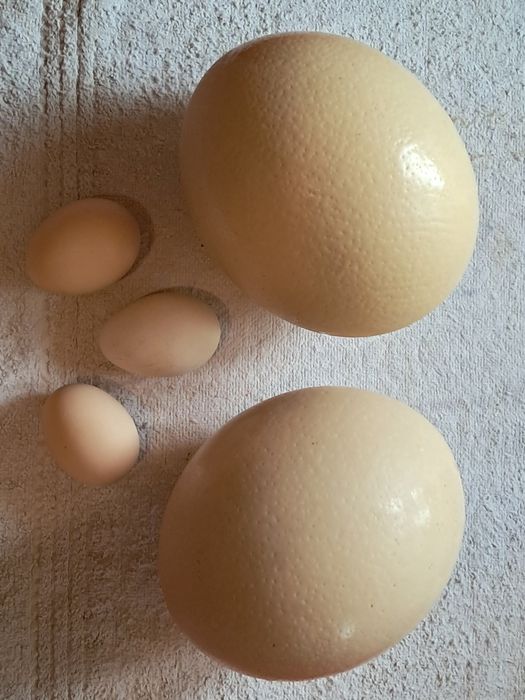 Oua de struț de vanzare