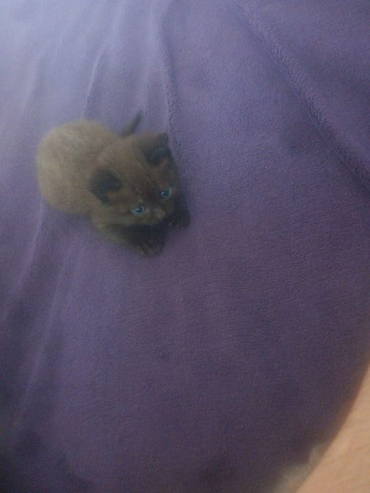 Котята бритацы вислоухие