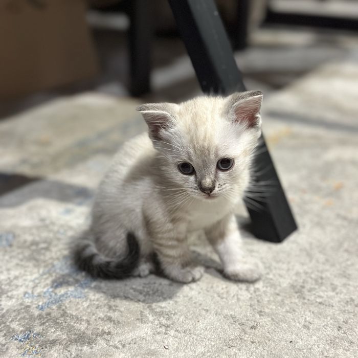 Отдадим котенка в добрые руки!